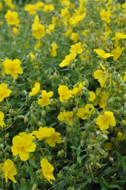 Zonneroosje Helianthemum 'Golden Queen' 5-10 Pot P9