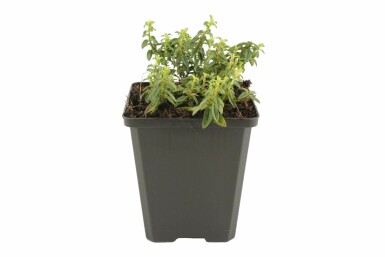 Zonneroosje Helianthemum 'Golden Queen' 5-10 Pot P9 Helianthemum 'Golden Queen'