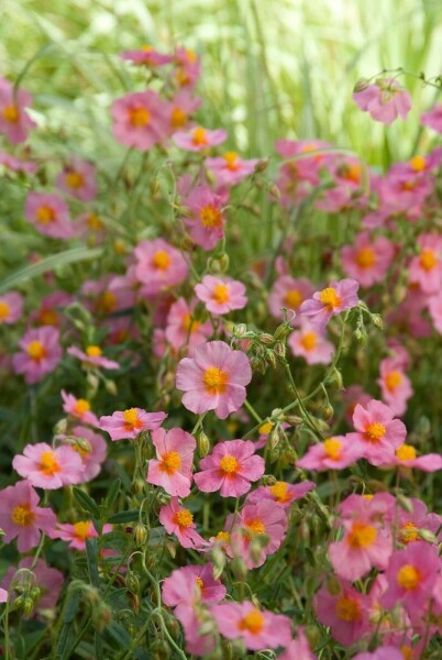 Zonneroosje Helianthemum hybride 'Lawrenson's Pink' 5-10 Pot P9 Helianthemum hybride 'Lawrenson's Pink'