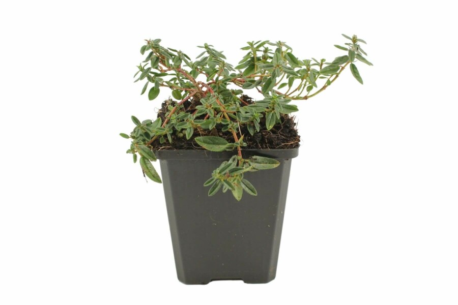 Zonneroosje Helianthemum hybride 'Lawrenson's Pink' 5-10 Pot P9 Helianthemum hybride 'Lawrenson's Pink'