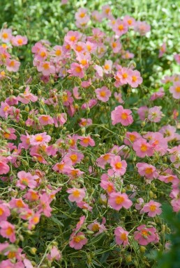 Zonneroosje Helianthemum hybride 'Lawrenson's Pink' 5-10 Pot P9 Helianthemum hybride 'Lawrenson's Pink'