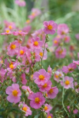 Zonneroosje Helianthemum hybride 'Lawrenson's Pink' 5-10 Pot P9 Helianthemum hybride 'Lawrenson's Pink'