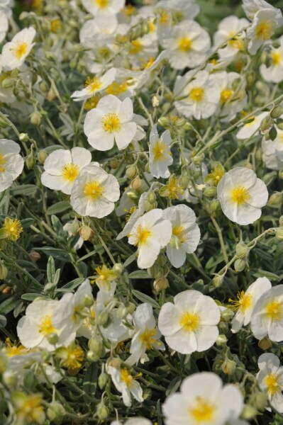 Zonneroosje Helianthemum hybride 'The Bride' 5-10 Pot P9 Helianthemum hybride 'The Bride'