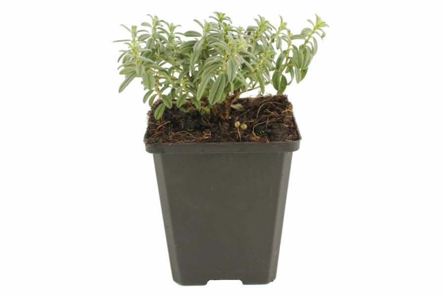 Zonneroosje Helianthemum hybride 'The Bride' 5-10 Pot P9 Helianthemum hybride 'The Bride'