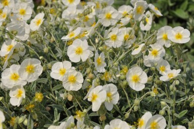 Zonneroosje Helianthemum hybride 'The Bride' 5-10 Pot P9 Helianthemum hybride 'The Bride'