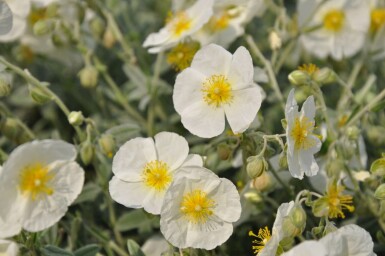 Zonneroosje Helianthemum hybride 'The Bride' 5-10 Pot P9