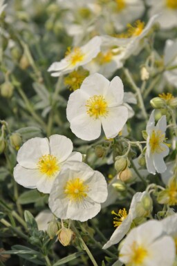 Zonneroosje Helianthemum hybride 'The Bride' 5-10 Pot P9 Helianthemum hybride 'The Bride'