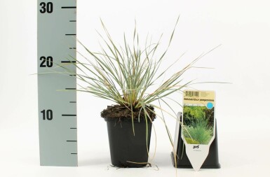 Blauwstraalhaver Helictotrichon sempervirens 5-10 Pot P9 Helictotrichon sempervirens