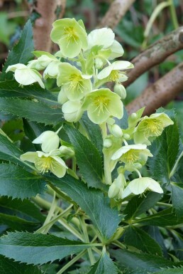 Kerstroos Helleborus argutifolius 5-10 Pot P9 Helleborus argutifolius