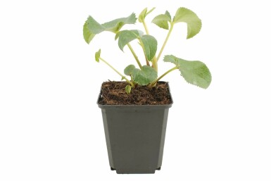 Kerstroos Helleborus argutifolius 5-10 Pot P9 Helleborus argutifolius