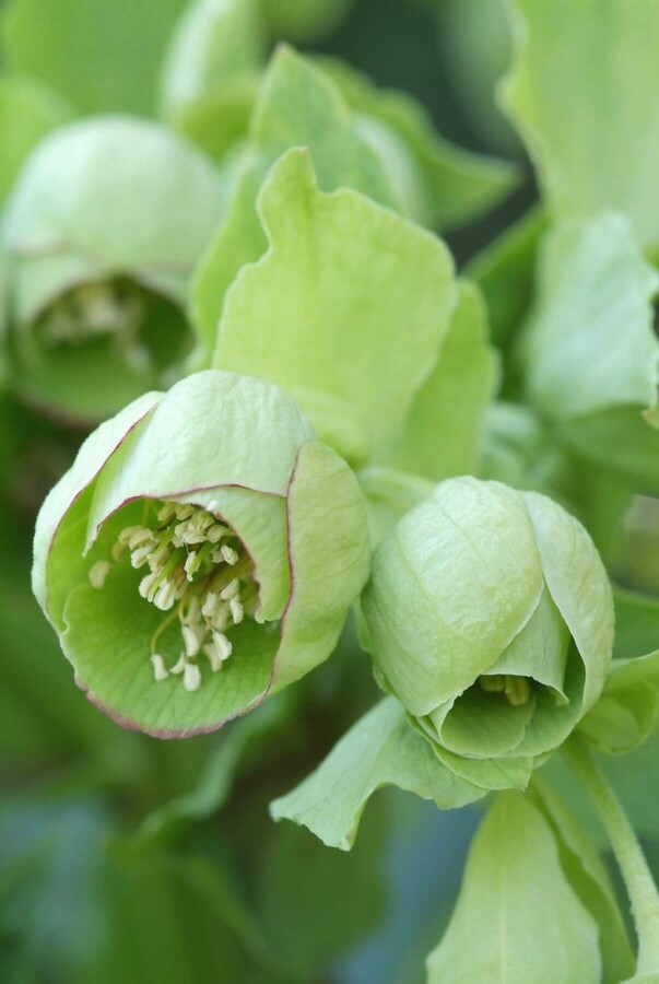 Stinkend nieskruid Helleborus foetidus 5-10 Pot P9 Helleborus foetidus