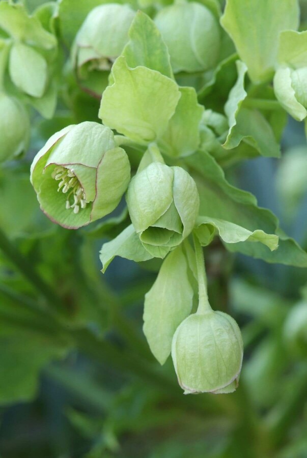 Stinkend nieskruid Helleborus foetidus 5-10 Pot P9 Helleborus foetidus