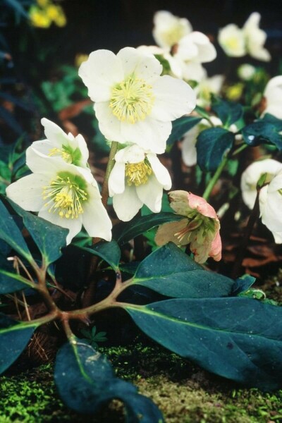 Kerstroos Helleborus niger 5-10 Pot P9 Helleborus niger