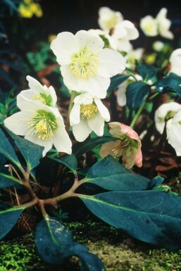 Kerstroos Helleborus niger 5-10 Pot P9