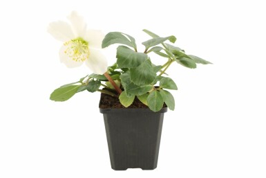 Kerstroos Helleborus niger 5-10 Pot P9 Helleborus niger