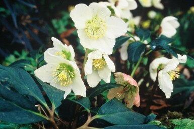 Kerstroos Helleborus niger 5-10 Pot P9 Helleborus niger
