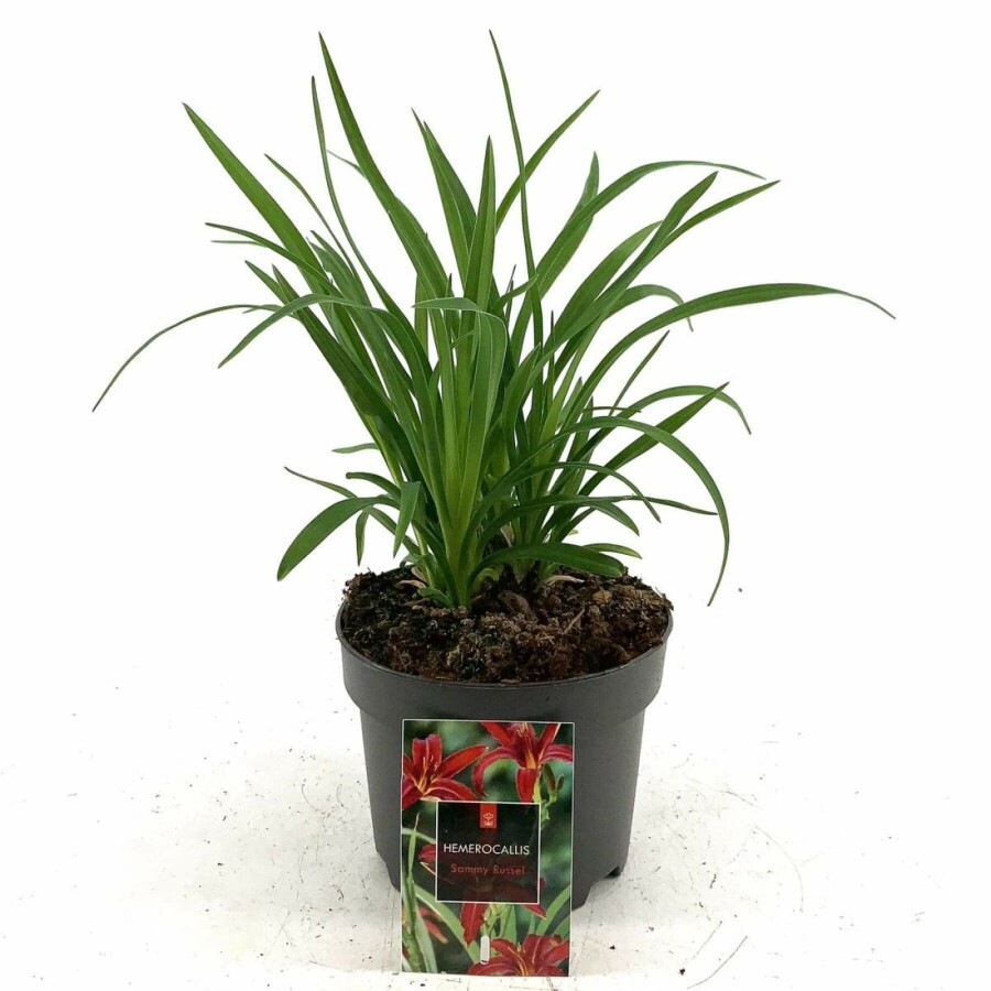Daglelie Hemerocallis 'Sammy Russell' 10-15 Pot C2 Hemerocallis 'Sammy Russell'
