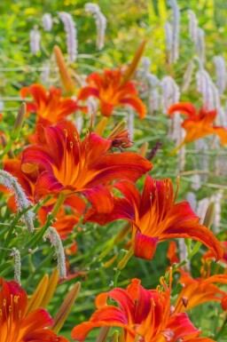 Daglelie Hemerocallis 'Sammy Russell' 10-15 Pot C2 Hemerocallis 'Sammy Russell'