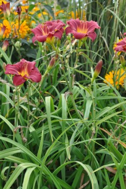 Daglelie Hemerocallis 'Sammy Russell' 5-10 Pot P9