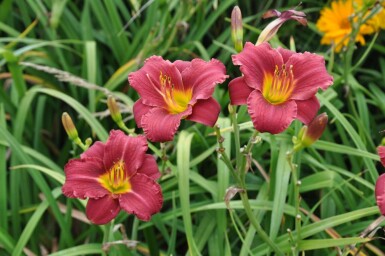 Daglelie Hemerocallis 'Sammy Russell' 5-10 Pot P9