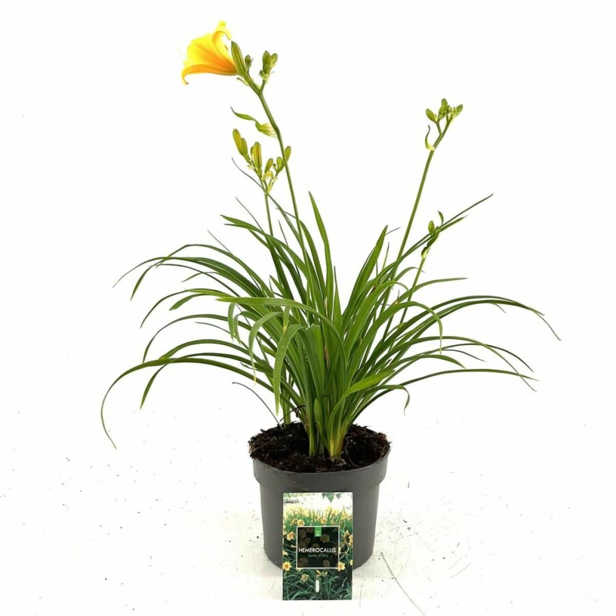 Daglelie Hemerocallis 'Stella de Oro' 10-15 Pot C2 Hemerocallis 'Stella de Oro'