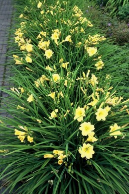 Daglelie Hemerocallis 'Stella de Oro' 5-10 Pot P9