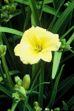 Daglelie Hemerocallis 'Stella de Oro' 5-10 Pot P9