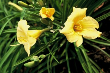 Daglelie Hemerocallis 'Stella de Oro' 5-10 Pot P9