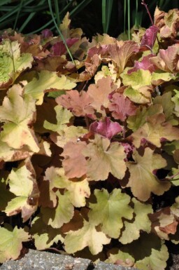 Purperklokje Heuchera 'Caramel' 5-10 Pot P9 Heuchera 'Caramel'