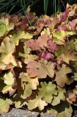 Purperklokje Heuchera 'Caramel' 5-10 Pot P9