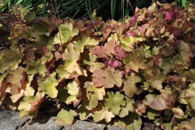 Purperklokje Heuchera 'Caramel' 5-10 Pot P9 Heuchera 'Caramel'