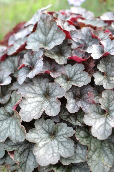 Purperklokje Heuchera 'Regina' 5-10 Pot P9 Heuchera 'Regina'