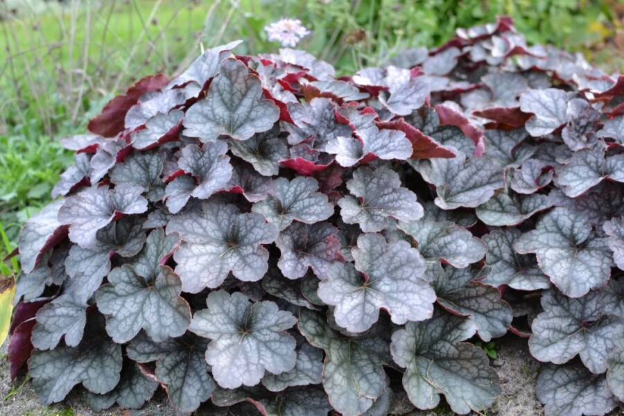 Purperklokje Heuchera 'Regina' 5-10 Pot P9 Heuchera 'Regina'