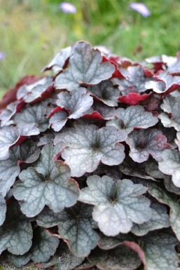 Purperklokje Heuchera 'Regina' 5-10 Pot P9 Heuchera 'Regina'