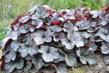 Purperklokje Heuchera 'Regina' 5-10 Pot P9 Heuchera 'Regina'
