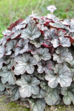 Purperklokje Heuchera 'Regina' 5-10 Pot P9 Heuchera 'Regina'