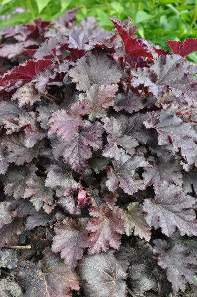 Purperklokje Heuchera 'Stormy Seas' 5-10 Pot P9 Heuchera 'Stormy Seas'