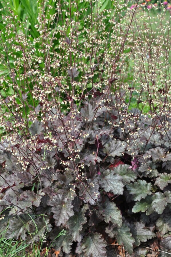 Purperklokje Heuchera 'Stormy Seas' 5-10 Pot P9 Heuchera 'Stormy Seas'