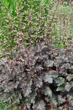 Purperklokje Heuchera 'Stormy Seas' 5-10 Pot P9 Heuchera 'Stormy Seas'