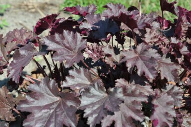 Purperklokje Heuchera 'Stormy Seas' 5-10 Pot P9 Heuchera 'Stormy Seas'