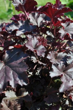 Purperklokje Heuchera 'Stormy Seas' 5-10 Pot P9 Heuchera 'Stormy Seas'