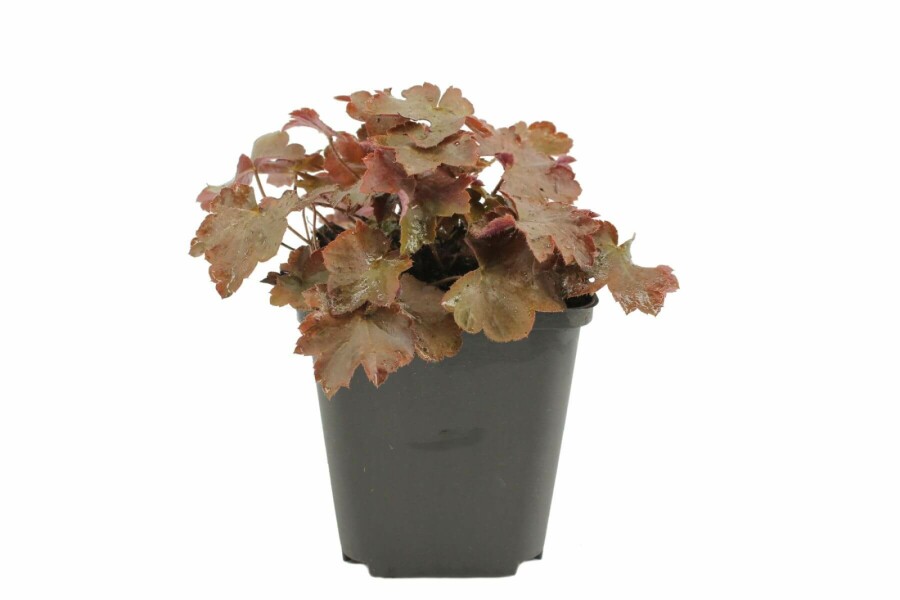 Purperklokje Heuchera micrantha 'Palace Purple' 5-10 Pot P9 Heuchera micrantha 'Palace Purple'