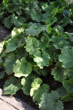 Purperklokje Heuchera sanguinea 'Leuchtkäfer' 5-10 Pot P9