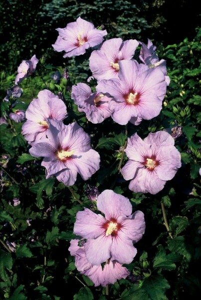 Hibiscus syriacus 'Oiseau Bleu' C3 30-40