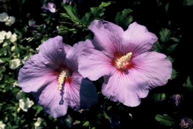 Hibiscus syriacus 'Oiseau Bleu' C3 30-40