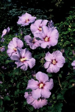 Hibiscus syriacus 'Oiseau Bleu' C3 30-40
