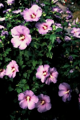 Hibiscus syriacus 'Oiseau Bleu' C3 30-40