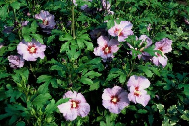 Hibiscus syriacus 'Oiseau Bleu' C3 30-40