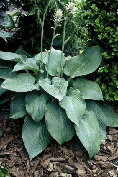 Hartlelie Hosta 'Blue Angel' 5-10 Pot P9 Hosta 'Blue Angel'
