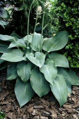 Hartlelie Hosta 'Blue Angel' 5-10 Pot P9